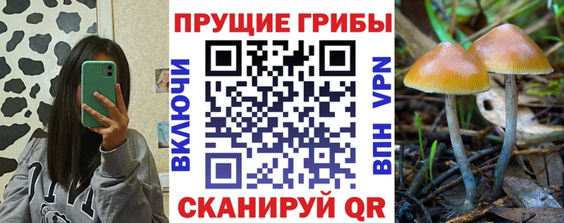 Купить где  Заволжск  Галлюциногенные грибы Psilocybe 